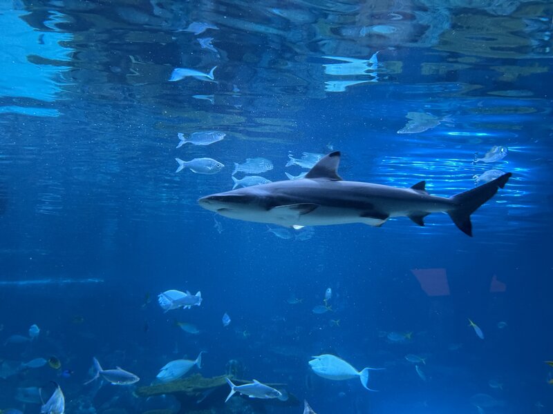 tagisu - 1766876039-62489-150